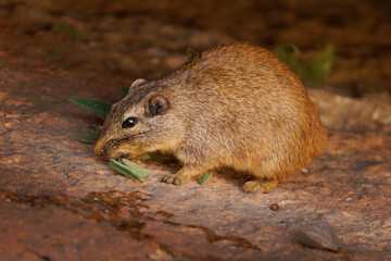 Dassie rat Petromus typicus or Noki, African rodent found among rocky outcroppings, similar habitats as hyrax, sometimes called rock rats, cute mouse like animal on the rock in Namibia