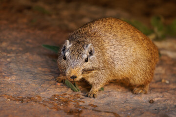 Dassie rat Petromus typicus or Noki, African rodent found among rocky outcroppings, similar...