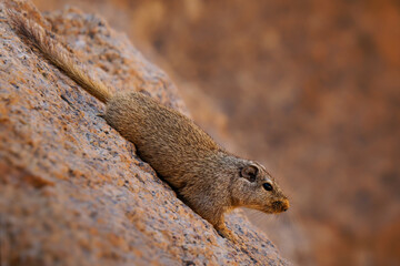 Dassie rat Petromus typicus or Noki, African rodent found among rocky outcroppings, similar habitats as hyrax, sometimes called rock rats, cute mouse like animal on the rock in Namibia