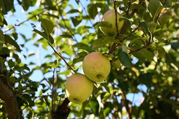 Close-up of fresh apples ripening on a tree branch under clear blue sky. The sunlight softly filters through the leaves, creating a warm and inviting atmosphere that reflects the essence of autumn and