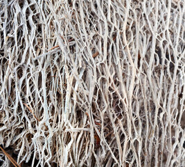 Detailed view of dried dead cactus found in forest, highlighting intricate patterns and textures, exposed to sunlight, emphasizing their natural beauty
