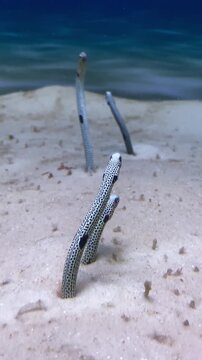 Garden Eels Moving in Sand inside Aquarium, Marine
