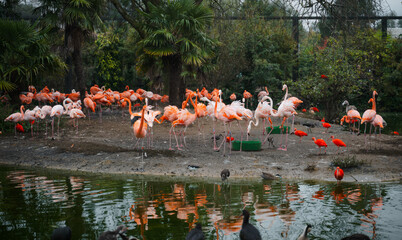 Naklejka premium A flock of flamingos are standing in a pond