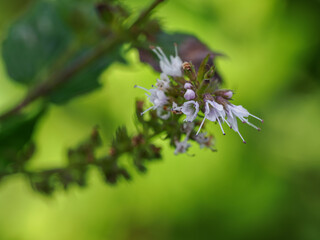 Detail of light purple mint flowers with pistils against a green background.
