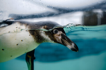 Penguin Swimming in Pool at Chester Zoo © Harry