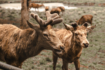 Retrato de cervo cercado por outros cervos em um zoológico em um ambiente natural.