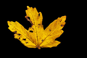 Dried yellow leaf with intricate details resting on a dark background