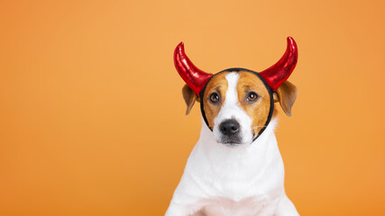 Close up Jack Russell Terrier dog wearing red devil horns on an orange background