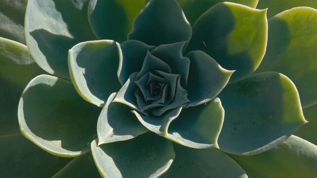 close up of a cactus