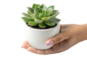 Hand holding white pot with green succulent plant, cutout, PNG isolated on a white or transparent background, AI