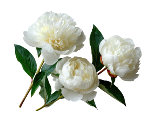 Close-up of three pristine white peonies with lush green leaves