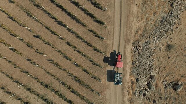 Aerial shot of a red tractor pulling a trailer moving along a dusty dirt road next to rows of grapevines in an arid, dry landscape.