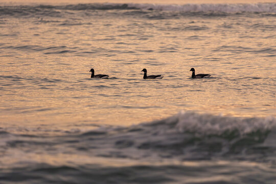 Dark-bellied brant geese Branta bernicla on French Atlantic coast with ocean waves in foreground during sunset