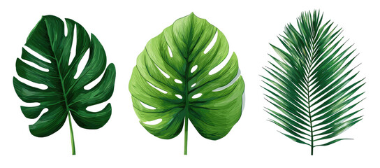 Three vibrant green tropical leaves, featuring a large, deeply veined monstera leaf, a similar monstera-style leaf, and a palm frond