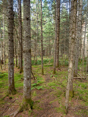 Obraz premium Softwood forest in Canada