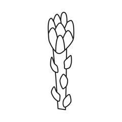 Cute hand drawn outline asparagus isolated on white background. Summer and autumn harvest. Healthy vegetarian food.
