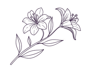 Elegant Lily Flower Line Art Drawing for Coloring Pages and Floral Designs Decorative Botanical Illustration Isolated on White Background