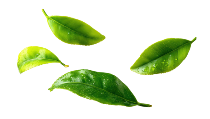 Close-up of vibrant green tea leaves, isolated on black background.  Fresh, dewy leaves, slightly angled, with visible veins.  High contrast