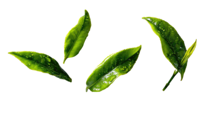 Fresh green tea leaves, glistening with water droplets, arranged in a loose cluster against a black background