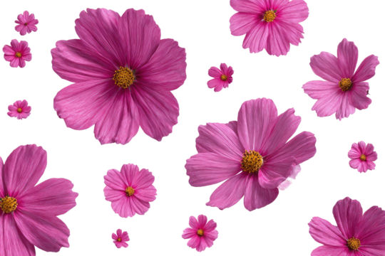 Pink cosmos flowers scattered on a black background.  Each flower has a white outline