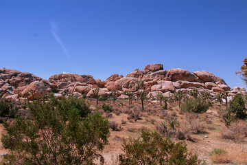 Fototapeta premium Joshua Tree National Park Landscape Mojave Desert Scenery with Iconic Joshua Trees, Blue Sky, Rocks, and Arid Wilderness, California Nature Travel Background
