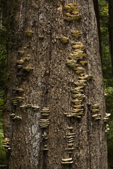 Dead tree with bracket fungis at the river Vydra in Bohemian Forest in Czech republic,Europe
