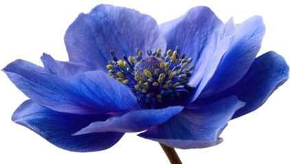 Close-up of a vibrant, deep blue anemone flower, petals soft and layered