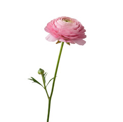 Fototapeta premium pink rose isolated on white background