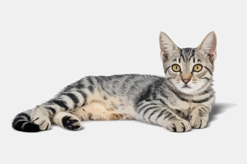 Fototapeta premium Charming Grey Feline on Clean White Backdrop