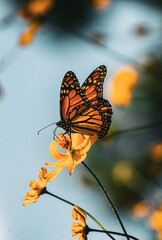 a macro butterfly on flower