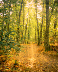 Golden Morning in the Chestnut Forest