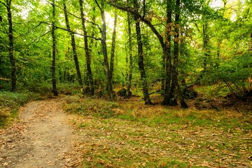 Golden Morning in the Chestnut Forest