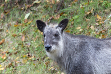野生の日本カモシカのクローズアップ