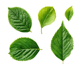 Fototapeta premium Close-up of vibrant green leaves, various shapes and sizes, against a black background
