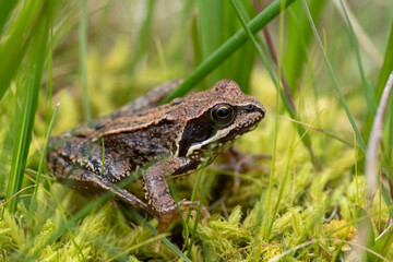 Close up of a common frog (rana temporaria)