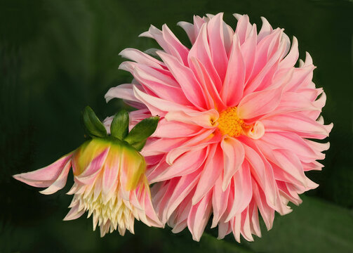 A Focus Stacked Close-up Image of a Pink and Yellow Dalia in Full Bloom and a Bud in Partial Bloom on a Dark Out of Focus Background