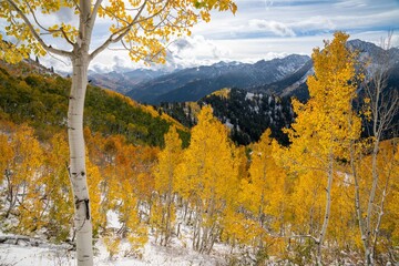 Golden Aspen Trees and Fresh Snow in Mill A Basin, Big Cottonwood Canyon Utah