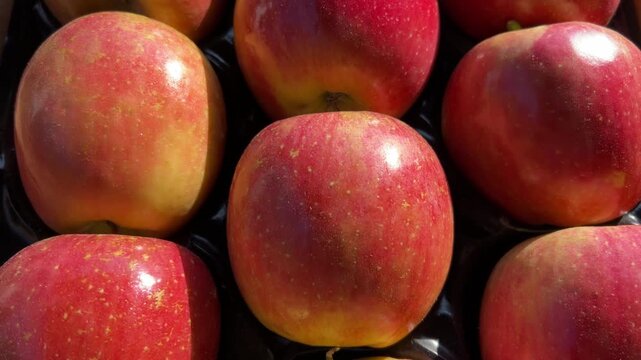 Fuji aztec variety apples arranged in crate, tracking shot on red apples