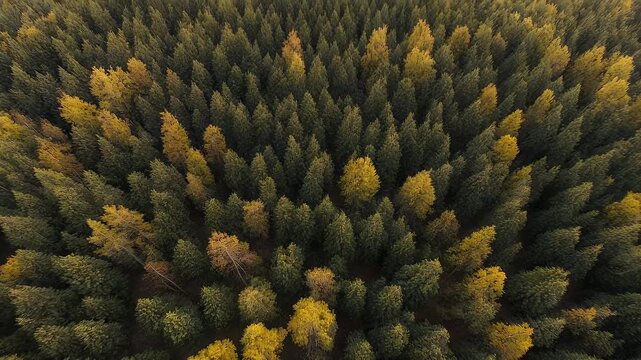 Aerial view of a dense forest, primarily evergreens with patches of golden autumnal trees