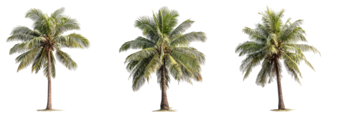 Three isolated palm trees against a black background