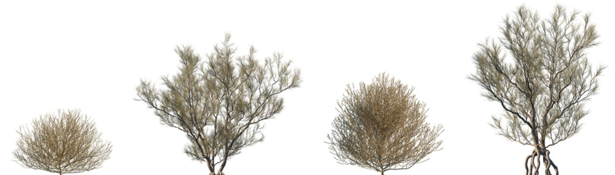 Set of Salsola tragus and Haloxylon ammodendron frontal isolated png in sunny daylight on a transparent background perfectly cutout
