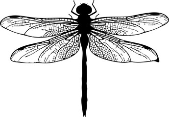 Elegant dragonfly silhouette showcasing delicate wing patterns, perfect for nature designs, invitations, and artistic projects.