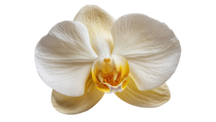 Close-up of a pale yellow and white orchid.  Soft, delicate petals,  a central,  orange-yellow throat.  Isolated against a black background