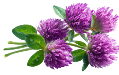 Close-up of vibrant purple clover blossoms with lush green leaves