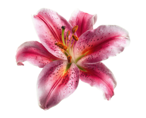 Close-up of a single pink and white Asiatic lily, isolated on black.  Petals are textured with speckles of darker pink.  Stamens are orange-yellow