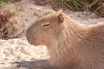 Carpincho o capibara descansando en la arena, entorno natural, flora y fauna de Corrientes Argentina