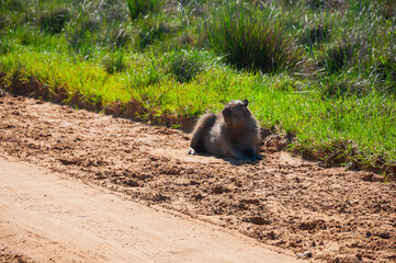 Capibara recostado al borde del camino de tierra, capibara en su habitad natural.
