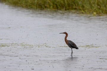 Reddish Egret (dark morph) wading in shallow marsh during rain