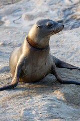 Fototapeta premium California Sea Lion with Net Entanglement at La Jolla Cove (San Diego, California)