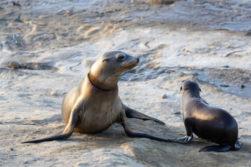 Fototapeta premium California Sea Lion with Net Entanglement and Pup at La Jolla Cove